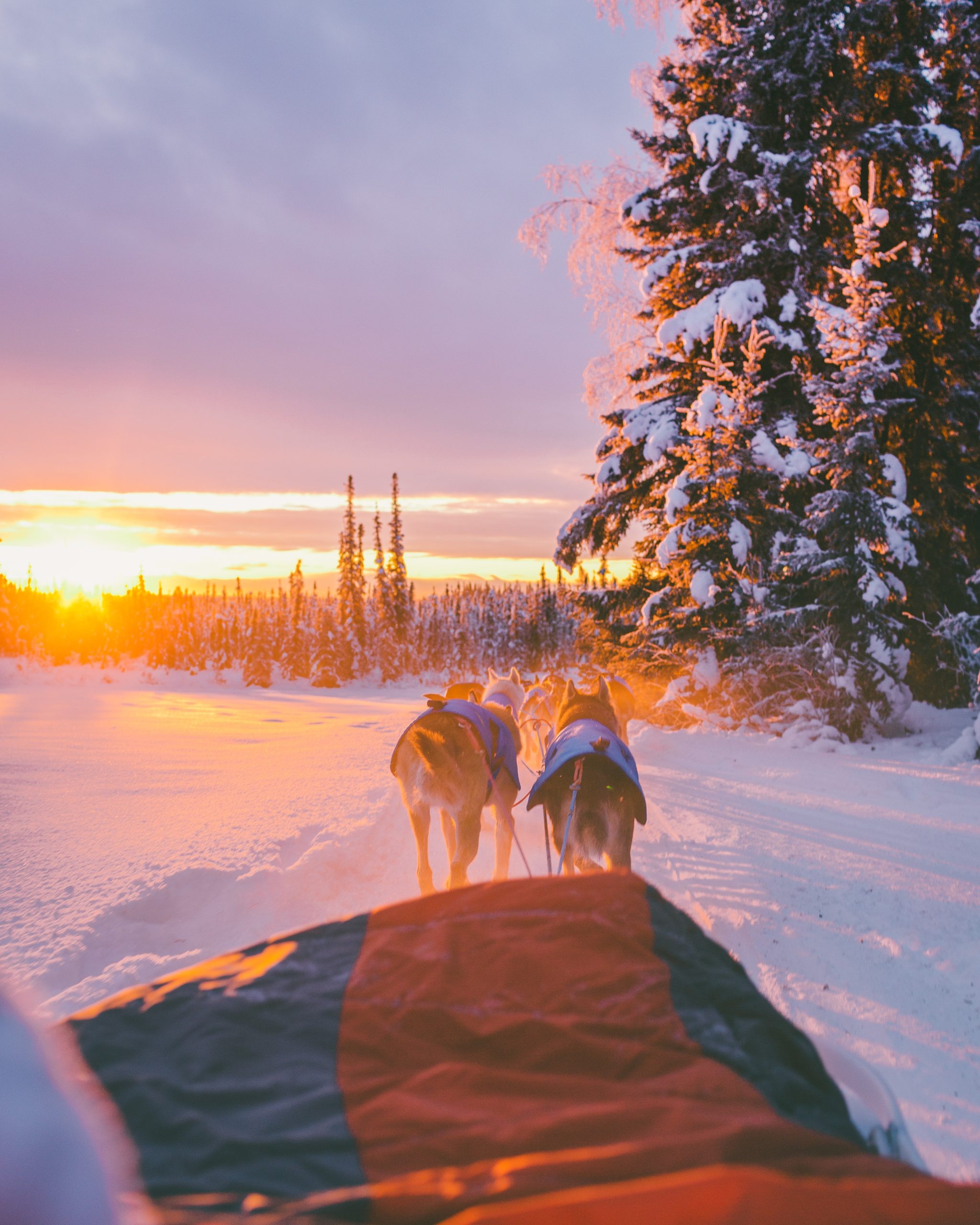 Finland Winter Dogsled